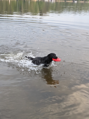 Toby ist jederzeit bereit schwimmen zu gehen.