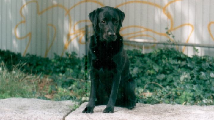 1995 Schwarzer Labrador sitzt auf einer Mauer.