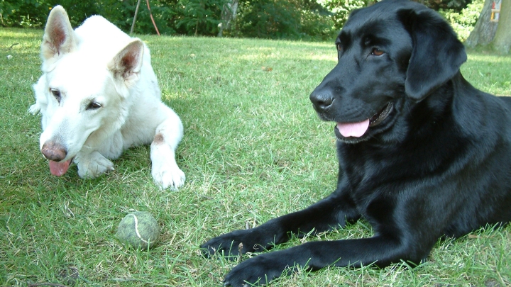 Filou und Ori Auf dem Bild kannst du schwarzen Labrador Retriever Toby sehen. Er liegt auf einer Wiese, neben ihm der weiße Schäferhund Filou. Tobys schwarzes Fell glänzt in der Sonne. Filou hat seinen Blick einem kleinen Ball zugewandt, der in der Mitte von den beiden liegt.