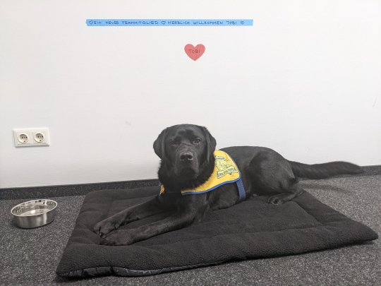 Toby wurde hocherfreut auf Arbeit im Büro empfangen.
