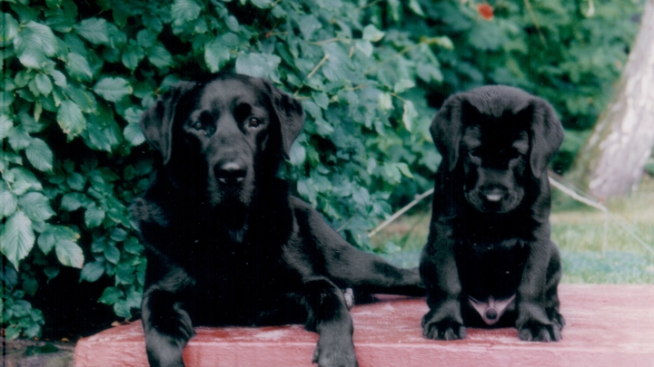 Ori Erwachsener Labrador und ein Welpe.