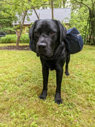 Wir üben die Packtaschen zu tragen. Erstmal sind sie mit Luftpolstern gefüllt.