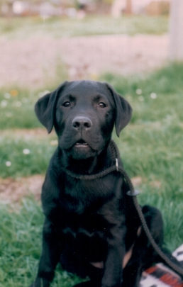 1994 Schwarzer Labradorwelpe schaut in die Kamera.