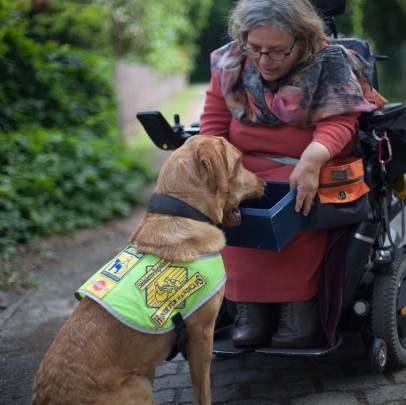 Eileen und Quincy Dieses Foto zeigt Quincy in Aktion. Der braune Labradorrüde, mit der gelben Kenndecke von HfH, sitzt vor dem Eletrorollstuhl von Eileen. Eileen hat einen dunkelblauen Karton in ihren Händen. Sie hält den Karton Quincy entgegen und der Rüde ist dabei, den Karton mit seiner Schnauze vorsichtig entgegen zu nehmen.