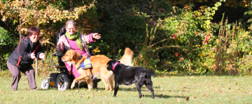 Eileen und Maria sind im Park mit Joschi und Ira unterwegs. Der Elektrorollstuhl von Eileen steht auf einer gr&uuml;nen Wiese, im Hintergrund sind verschiedene B&auml;ume und Str&auml;ucher zu sehen. Maria steht daneben, beide feuern die Vierbeiner zum Spiel an. Joschi, der goldene Golden Retriever, tr&auml;gt die blaue Kenndecke von HfH, daneben Ira. Die schwarze Labradorh&uuml;ndin, deren Fell in der Sonne gl&auml;nzt, tr&auml;gt ein pinkfarbenes Halsband. Die vier haben sichtlich Spa&szlig; miteinander.  