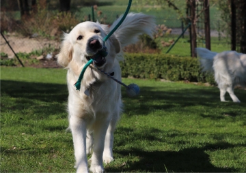 Ellis Auch Assistenzhunde haben ihre Freizeit. Hier auf dem Foto ist Ellis, eine helle Golden Retrieverhündin. Sie spielt auf einer Wiese mit einem Ball, der an einem Seil an einen Baum gebunden ist. Gutgelaunt hat Ellis das Seil in ihre Schnauze genommen und möchte daran ziehen. Im Hintergrund des Fotos ist zu erkennen, dass noch ein weiterer heller Golden Retriever mit im Garten herumtollt.