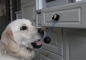 Ellis Ellis ist eine helle Golden Retrieverhündin. Hier auf diesem Foto sieht man den Kopf von jungen Ellis. Sie hat ihre Schnauze leicht geöffnet und lässt gerade den Doulino, der an der Küchenschublade befestigt ist, los. Ellis hat mit Hilfe des Doulinos, das ist ein kleiner schwarzer Gummiball mit einem blauen Band, die Schublade aufgezogen.