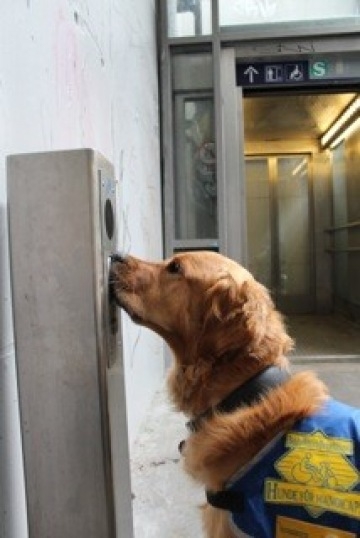 Golden Retriever bei der Arbeit Das Foto zeigt einen dunklen Golden Retriever bei der Arbeit. Er trägt die blaue Kenndecke von HfH und stupst mit seiner Schnauze im Außenbereich an einen Schalter, um die Tür zum Aufzug zur S-Bahn zu öffnen.