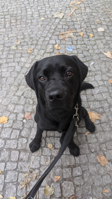Toby wartet mit mir auf die Anderen. Auf dem Foto ist Toby, ein schwarzer Labrador Retriever. Er sitzt auf einer gepflasterten, grauen Fläche und schaut mit treuen, aufmerksamen Augen in die Kamera. Er trägt eine schwarze Leine.