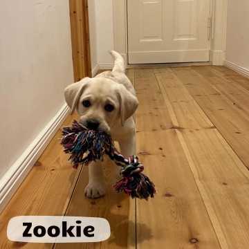 2026-Zookie