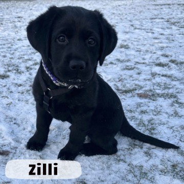 2026-Zilli