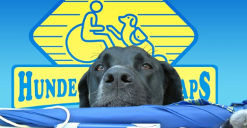 Goofykopf vor Logo HfH Auf dem Foto kannst du den schwarzen Hundekopf von Goofy sehen. Die Schnauze liegt auf blauem Stoff. Der Hintergrund ist blau mit dem HfH Logo. Gelbe Raute mit stilisiertem Assistenzhundteam, Rollstuhlfahrer/Assistenzhund und in großer Schrift Hunde für Handicaps.