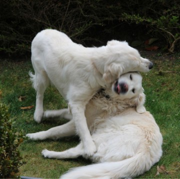 Ellis mit Cindy Ein Foto von zwei spielenden Golden Retrievern. Ellis, eine junge, helle Golden Retrieverhündin spielt mit ihrer älteren, ebenfalls hellen Golden Retrieverfreundin Cindy. Cindy liegt auf einer grünen Wiese und Ellis hat sich im Stand über sie gebeugt und kaut spielerisch am Puschelohr von Cindy. Noch einen kleinen Moment und die geduldige Cindy wird der aufmüpfigen Ellis zeigen, dass Retriever bis ins hohe Alter spielen.