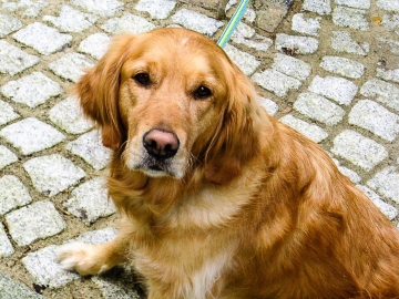 Happy Eine Nahaufnahme von Happy. Sie ist eine dunkle Golden Retrieverhündin. Happy hat "Sitz" gemacht und schaut mit ihren Mandelaugen lieb in die Kamera. Ihre Ohren sind aufgestellt, vielleicht springt ja noch ein Leckerli für die Performance heraus.
Im Hintergrund sind graue Plastersteine zu sehen.