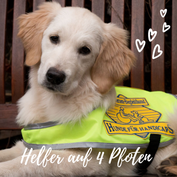 Helfer auf 4 Pfoten Dieses Foto zeigt eine njungen, hellen Golden Retriever, der mit seinen dunklen Mandelaugen treuherzig in die Kamera blickt. Der Goldi liegt in Platzstellung vor einem hell-, dunkelbraun gestreiftem Hintergrund und trägt die gelbe Kenndecke von HfH. Rechts oben auf dem Foto sind in lockerer Form fünf weiße Herzen dargestellt. Im unteren Bereich des Fotos steht in weißer Schreibschrift "Helfer auf vier Pfoten".