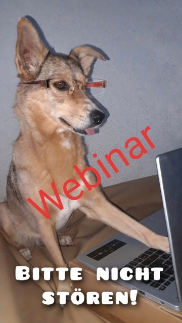 Lunas webinar Das Foto zeigt den Assistenzhund Luna von Jasmin. Luna sitzt an einem brauen Schreibtisch, vor grauem Hintergrund und trägt eine randlose Brille. Vor ihr auf dem Schreibtisch steht ein Laptop, auf dessen Tastatur sie eine Pfote gelegt hat. Luna schaut auf den Bildschirm, dabei blitzt aus ihrer Schnauze ein kleines Stückchen rosa Zunge. Sie sieht sehr geschäft aus. Passend dazu steht im unteren Bereich des Fotos in weißer Schrift "Bitte nicht stören", mittig im Bild ist ein roter Schriftzug "Webinar".