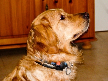 Happy Ein schönes Foto von der dunklen Golden Retrieverhündin Happy. Es ist eine Nahaufnahme vom Kopf und einen kleinen Teil ihres Oberkörpers, von der Seite aufgenommen. Happy schaut dienstbereit in Erwartung eines neuen Auftrages. Sie ist eine hübsche Hündin mit lockigem Fell. Happy trägt ein dunkles Halsband mit rot-blau farbigen Elementen.