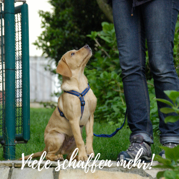 Viele schaffen mehr Das Bild zeigt einen beigen Labrador Retriever mit blauem Geschirr und blauer Leine. Rechts neben ihm sieht man die Beine eines Menschen, der eine Jeans mit blauen Treckingschuhen trägt. Der Labbi hat Sitz gemacht und schaut erwartungsoll zum Menschen hoch. Die beiden befinden sich draußen, im Hintergrund sind eine Grasfläche und Büsche. Links vom Labbi ist ein grünes Gartentor, das leicht geöffnet ist. Im unteren Teil des Bildes steht in weißer Schreibschrift "Viele schaffen mehr"