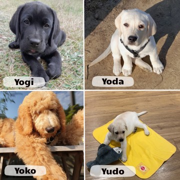 Yudo und Yoda