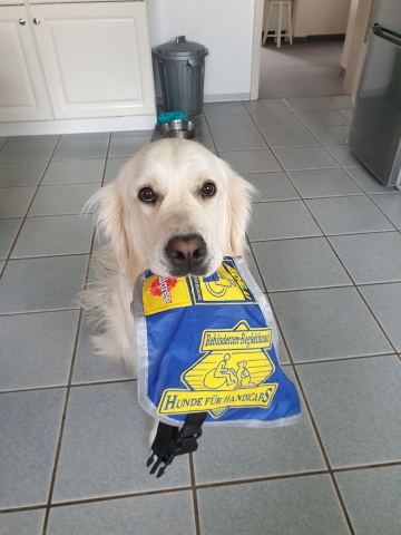 Ellis Weißer Hund vor grau-weißem Hintergrund. Das Foto zeigt die helle Golden Retrieverhündin Ellis. Sie sitzt mitten in einer Küche und hat die blaue Kenndecke von HfH in ihrer Schnauze. Ellis schaut ganz treuherzig mit ihren dunklen Augen und wartet brav darauf, als lebendiger Werbeträger für Hunde für Handicaps eine Belohnung abstauben zu können. Im Hintergrund sind weiße Küchenschränke, eine graue Futtertonne (wie die von Oscar aus der Sesamstraße) und graue Fliesen zu sehen. Für Lekerlis macht Ellis fast alles.