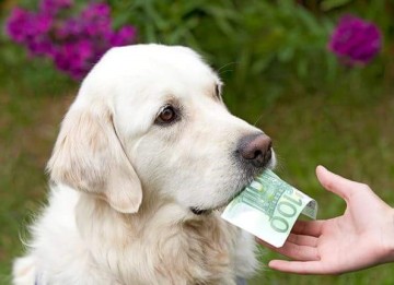 Geld-Goldie Statt eines Goldesels kannst du hier einen weiß-gelockten Golden Retriever sehen. Er hält ganz vorsichtig einen 100 Euro-Schein in seiner Schnauze und blickt fragend einen Menschen an. Vom Menschen sieht man nur eine Hand, die den Schein aus der Schnauze nehmen möchte. Möchte der Goldie den Schein vielleicht doch lieber selbst behalten? Für 100 Euro gibt es eine Menge Leckerlis! Im Hintergrund sind grünes Gras und Pflanzen mit lila Blüten zu sehen.