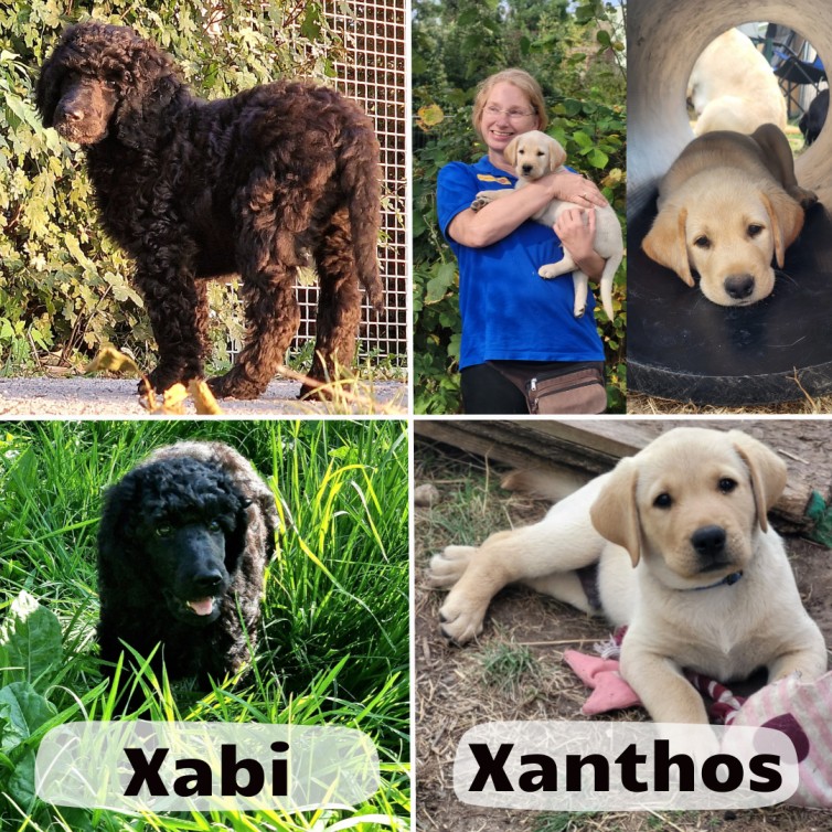 Homepage Seite Unsere Hunde Collage (1)